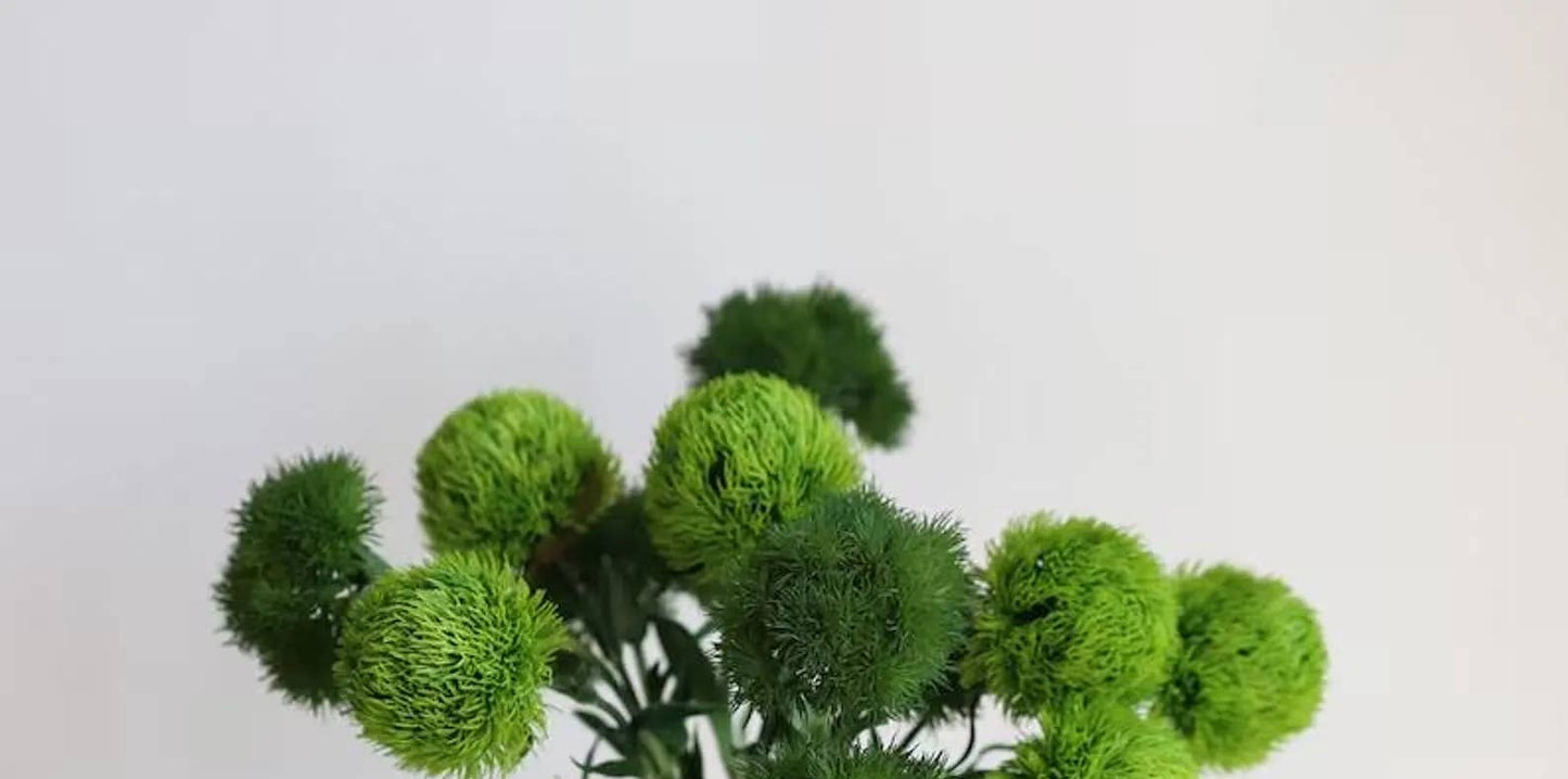 21.5" Dianthus Ball Fresh Green stem