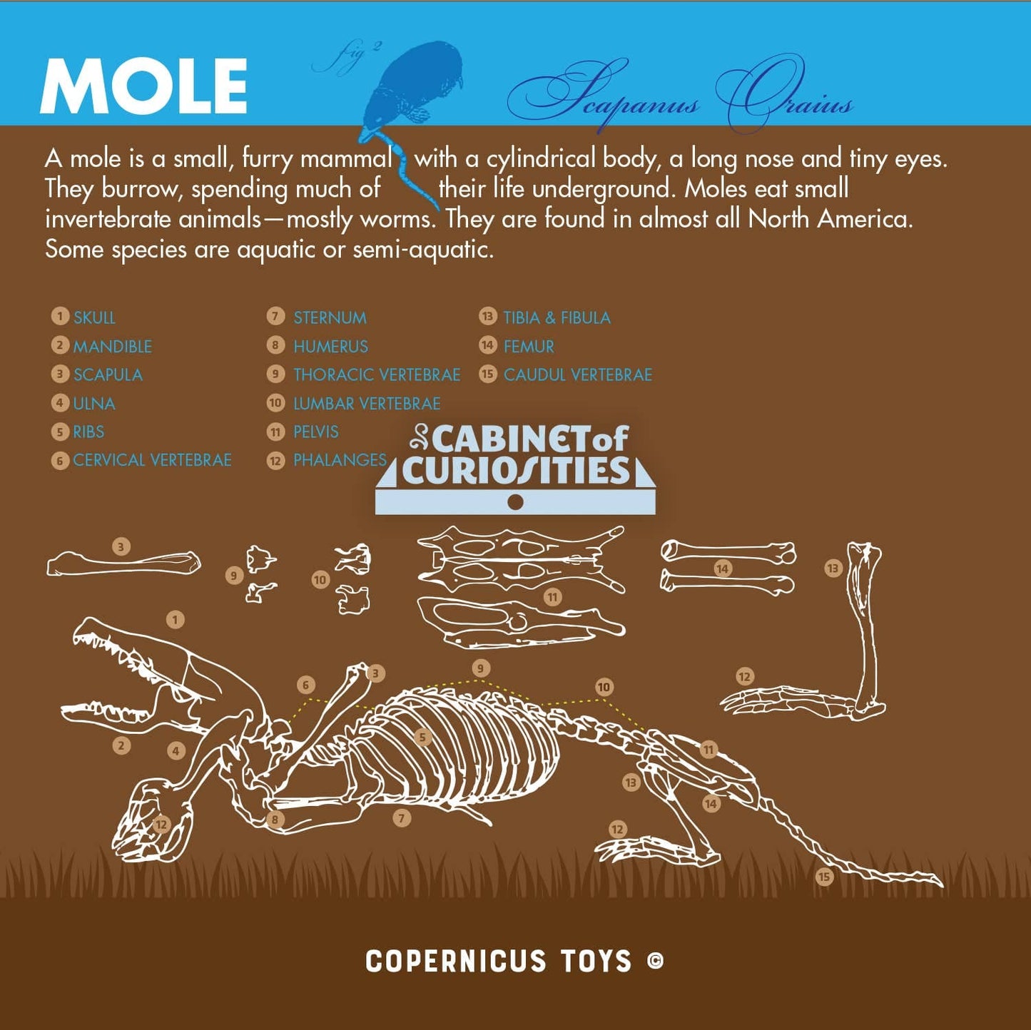 Cabinet of Owl Pellets | Dissection Kit Science Demo