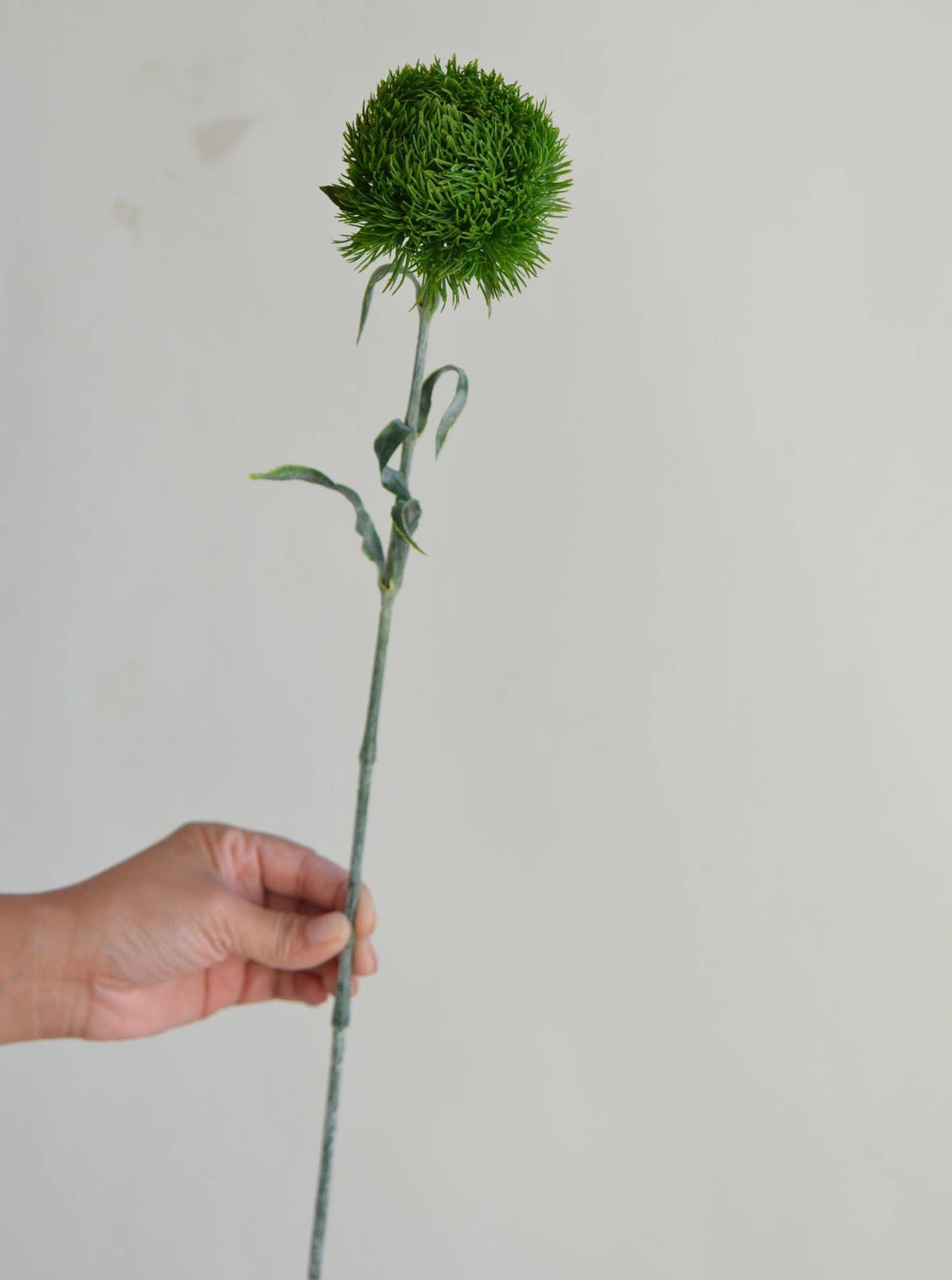 21.5" Dianthus Ball Fresh Green stem