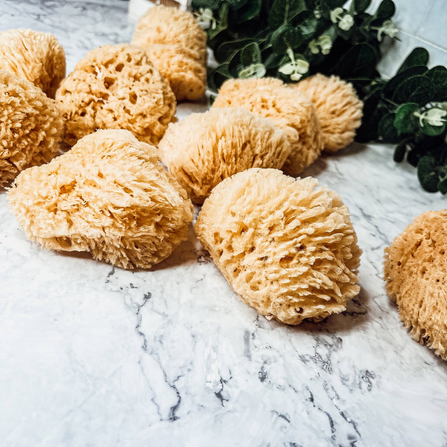 Dead Sea Sponge, All Natural Body Wash Loofah 4-5"