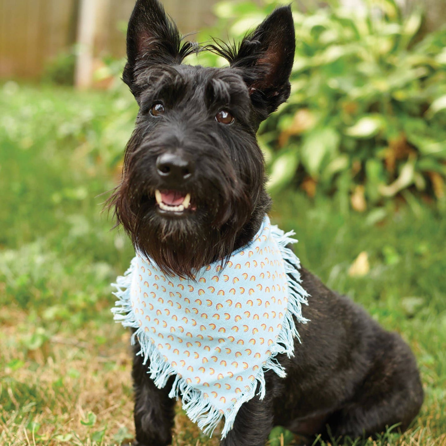 Rainbow Plaid Small Pet Bandana Set