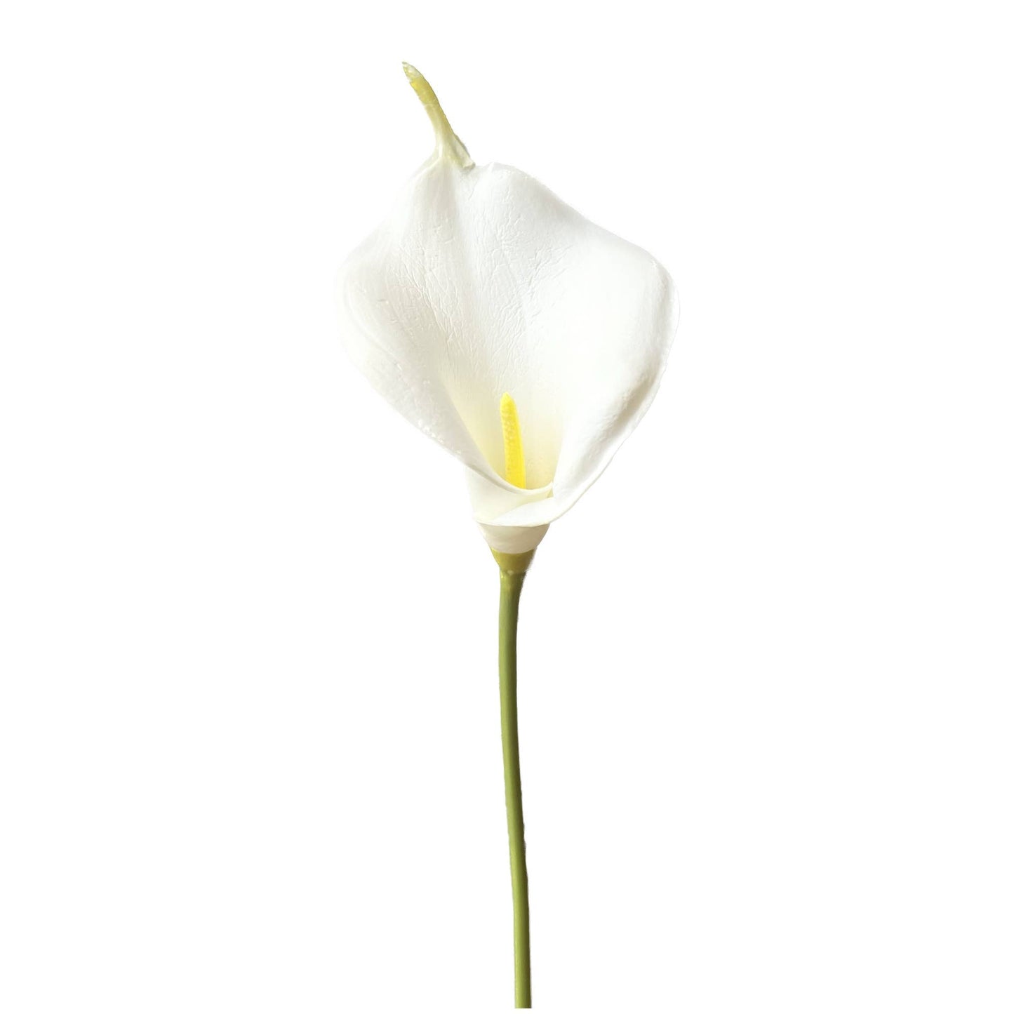calla lily-2 sizes