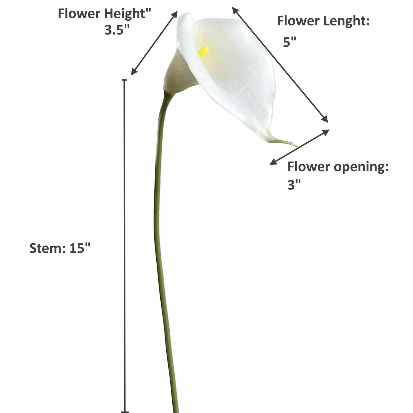 calla lily-2 sizes