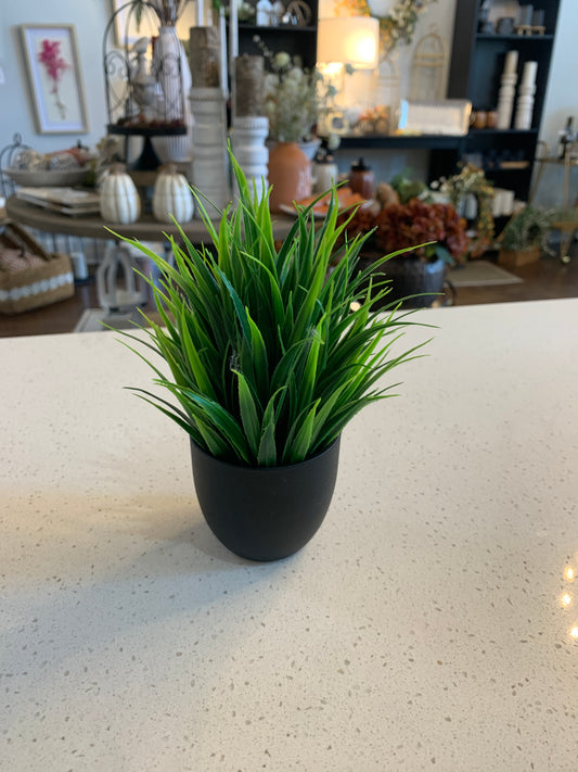 Small Plant