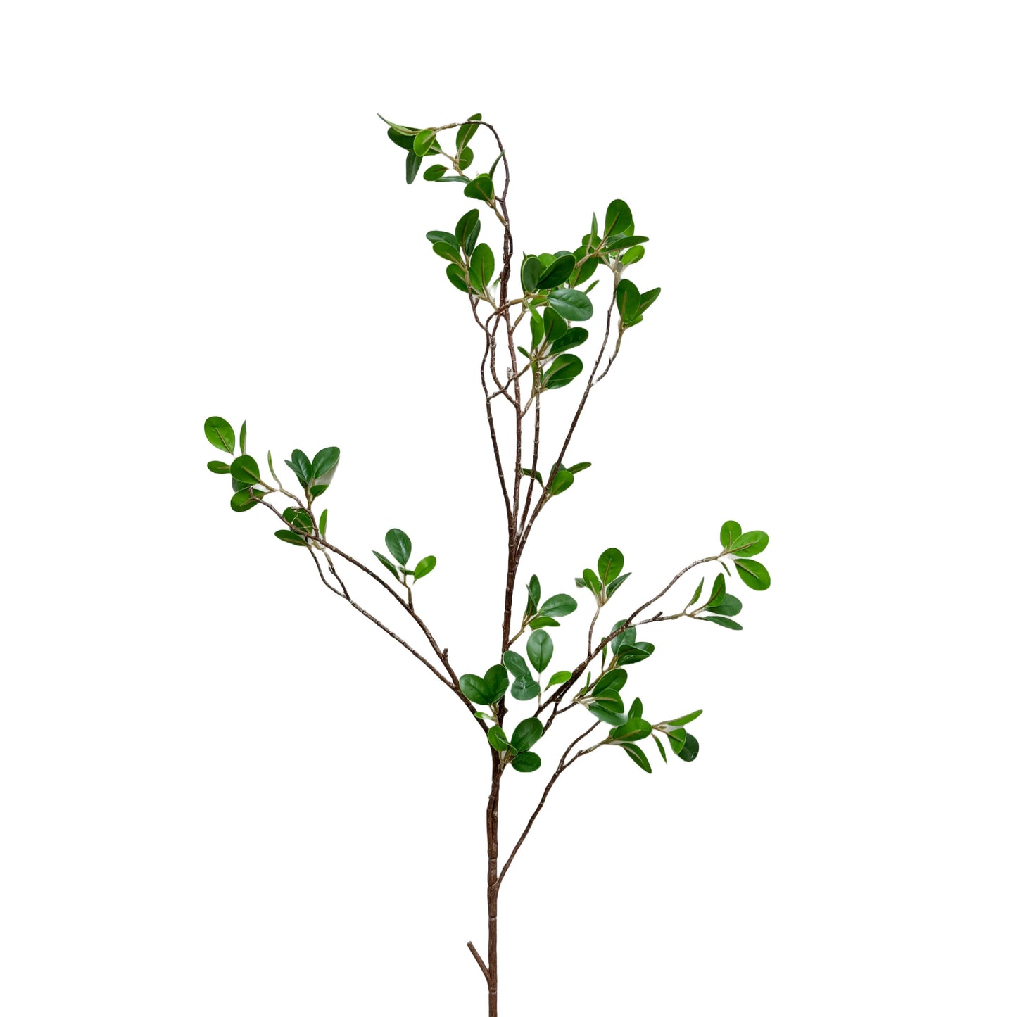 42 Aglaia Odorata Spray
