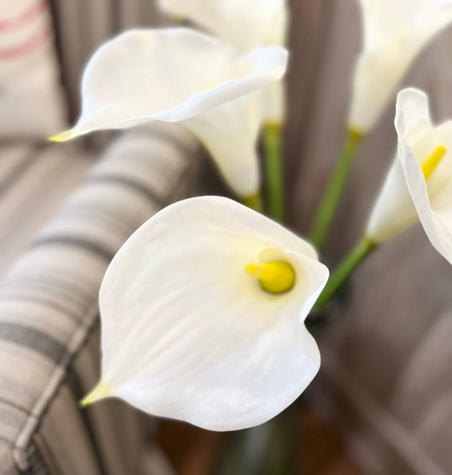 calla lily-2 sizes