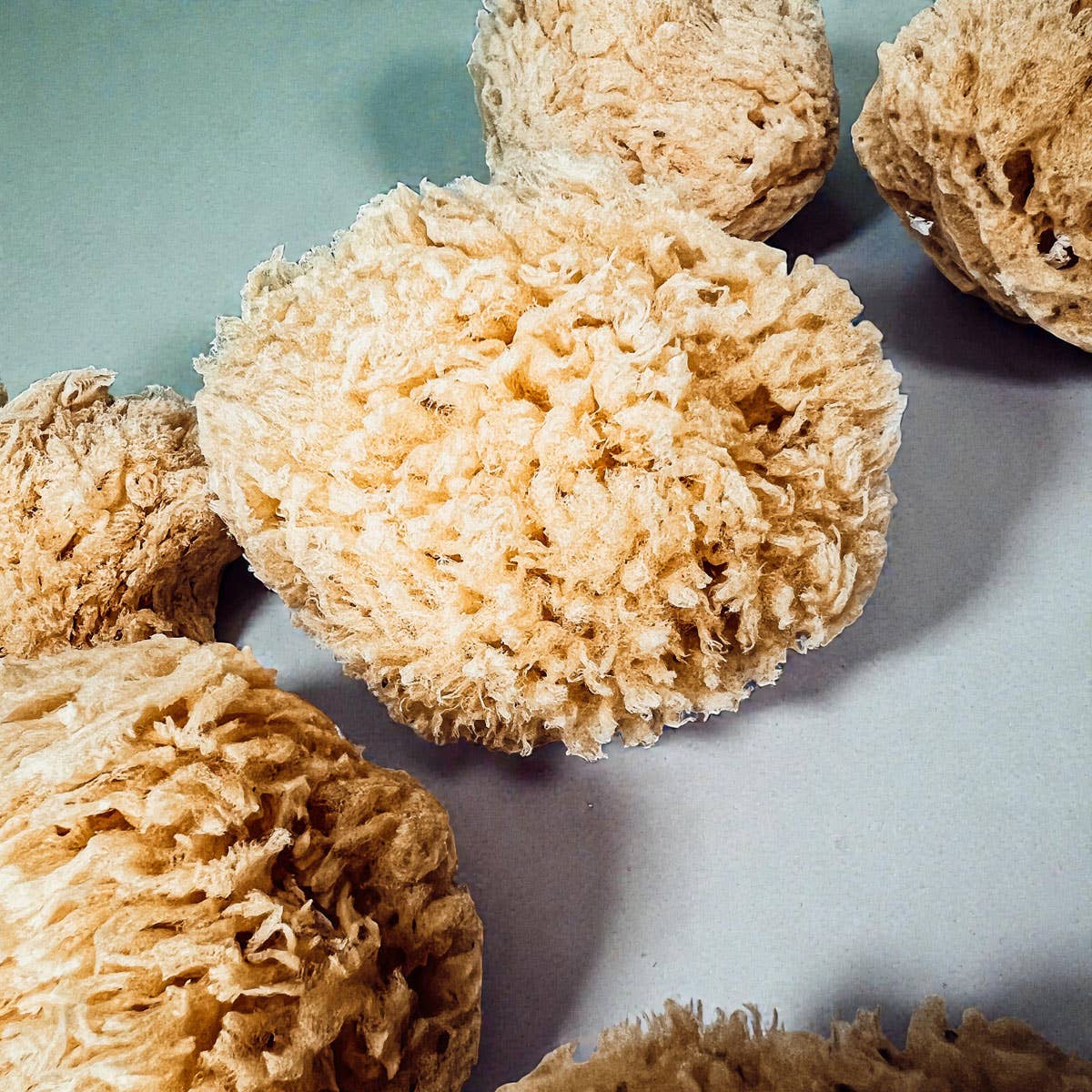 Dead Sea Sponge, All Natural Body Wash Loofah 4-5"