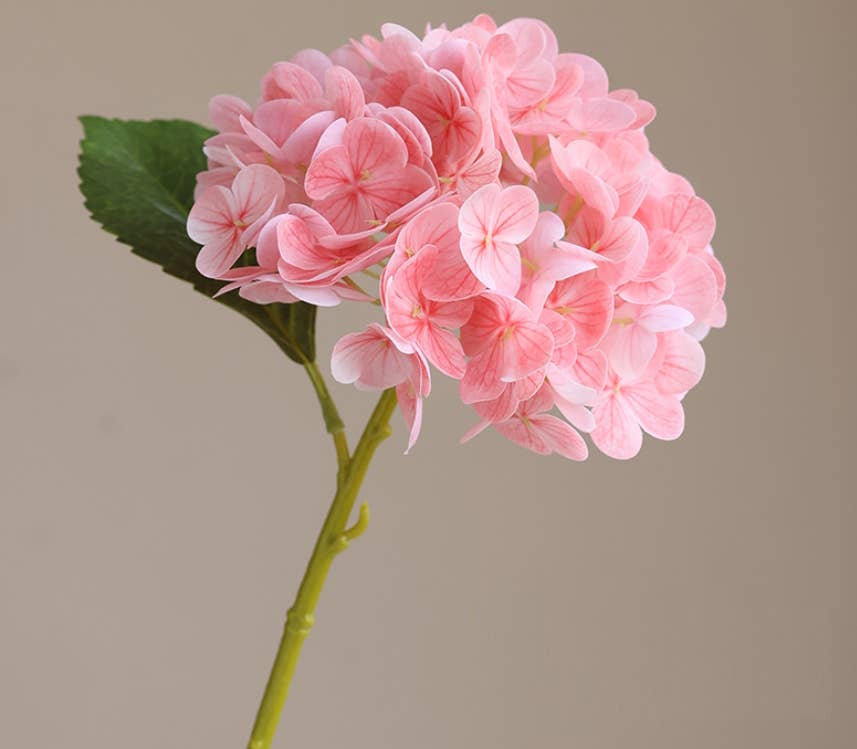 12.Hydrangea-6”bloom