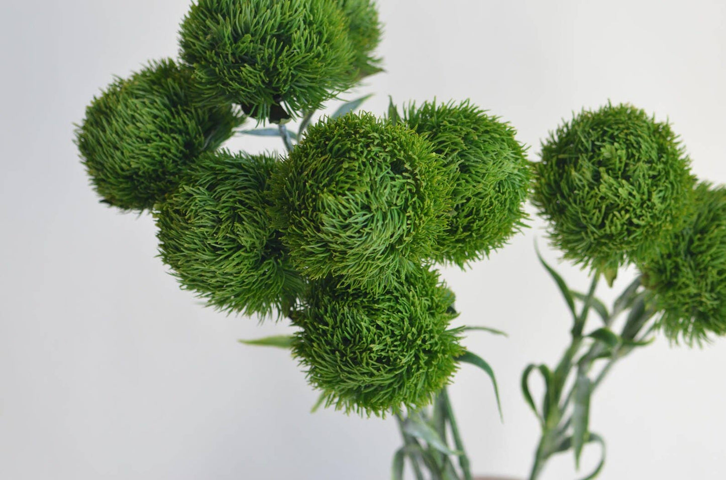 21.5" Dianthus Ball Fresh Green stem