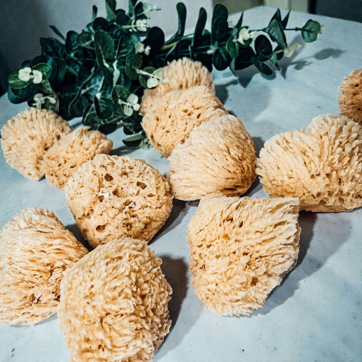 Dead Sea Sponge, All Natural Body Wash Loofah 4-5"