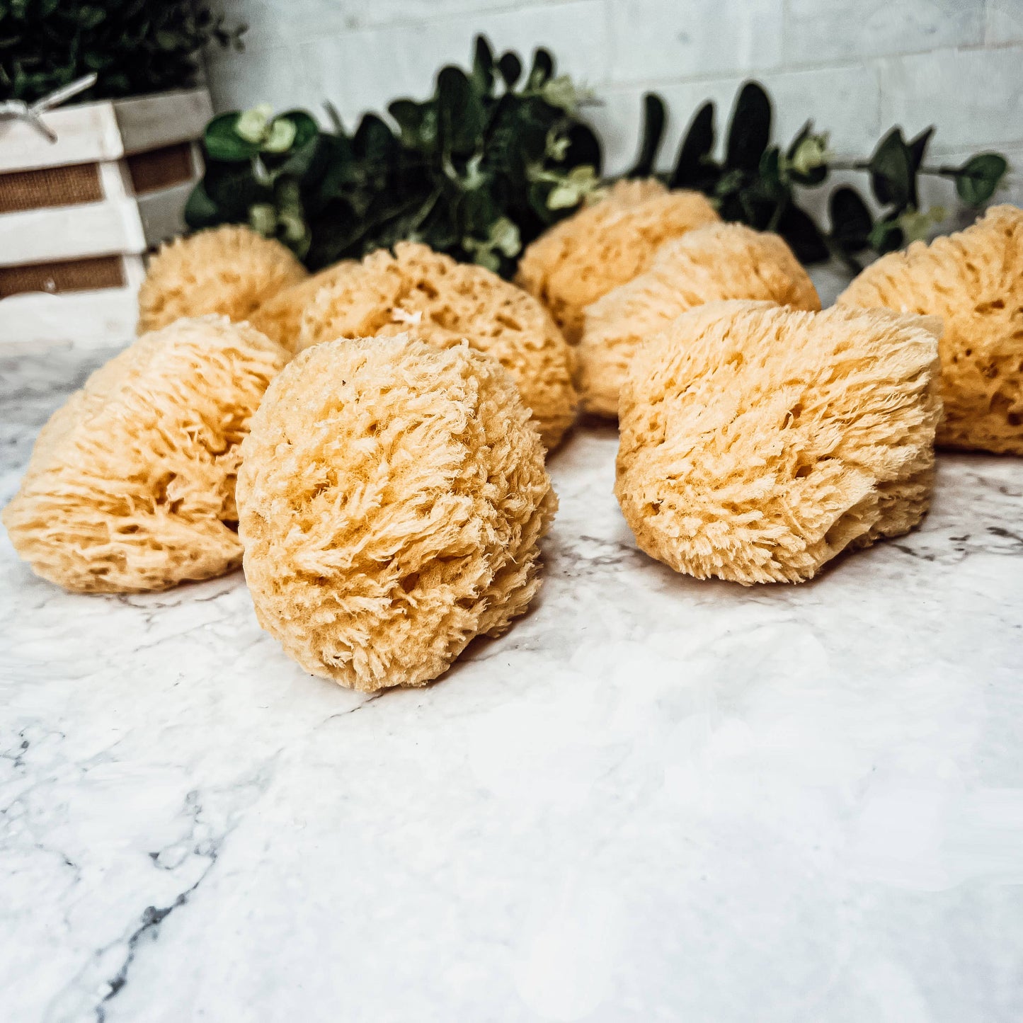 Dead Sea Sponge, All Natural Body Wash Loofah 4-5"